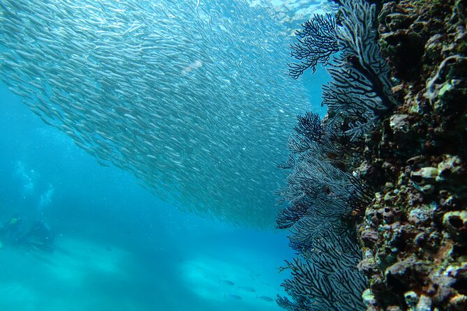 Private Dive Boat for Certified Divers - Cabo San Lucas - Optional Private Photographer Service