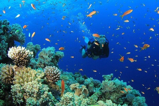 Private Dive Boat Tour on Catalina Bayahibe Island - Booking Information