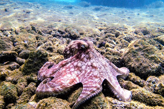 Private Dive Charter Incl. Captain Dive Guide 2 Dives Incl. Gear - Tour Overview