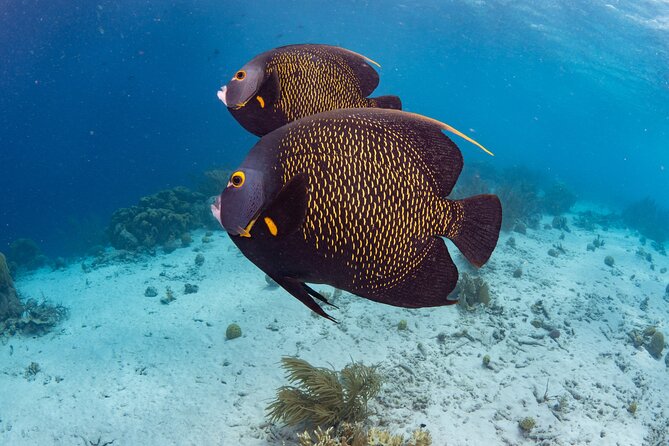 Private Dive Charter Incl. Captain Dive Guide 2 Dives Incl. Gear - Dive Certification