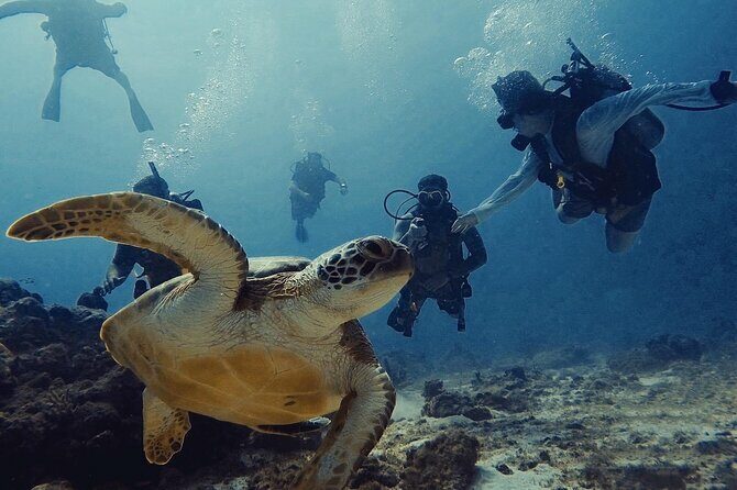 Private Dive + videographer/Photographer (Certified divers only) - Key Points