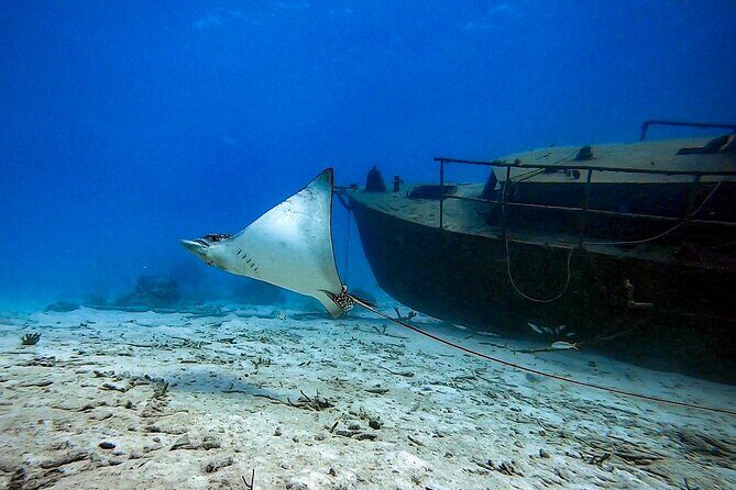 Private Dive + videographer/Photographer (Certified divers only) - What to Expect from the Aruba Private Dive Tour