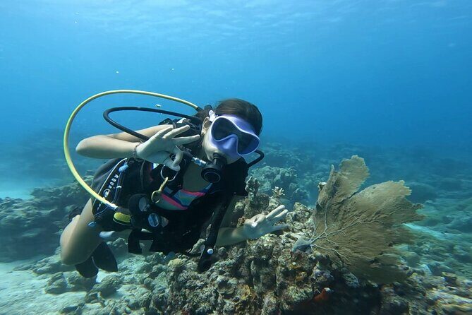Private Dive + videographer/Photographer (Certified divers only) - The Sum Up