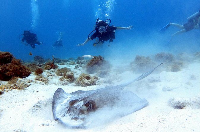 Private Dive + videographer/Photographer (Certified divers only) - FAQ