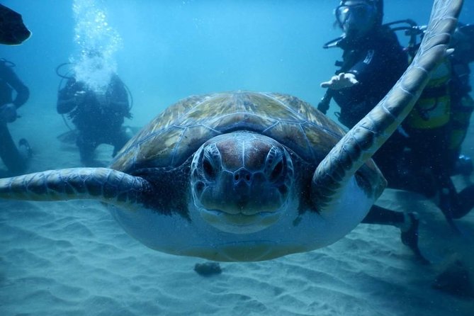 Private Diving at Zenobia Wreck in Larnaka - Booking Confirmation and Considerations