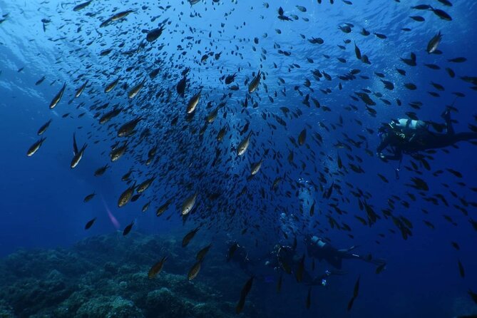 Private Diving Baptism in the Golf of Calvi - Booking and Availability