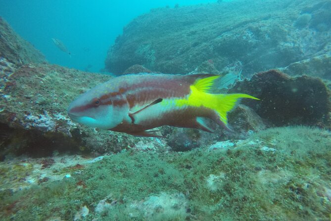 Private Diving Experience in Cagarra Island - Booking and Cancellation Policy