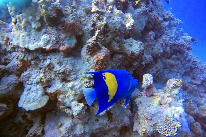 Private Diving Experience in The Heart of Red Sea in Aqaba - Guided Tour by Experienced Divers
