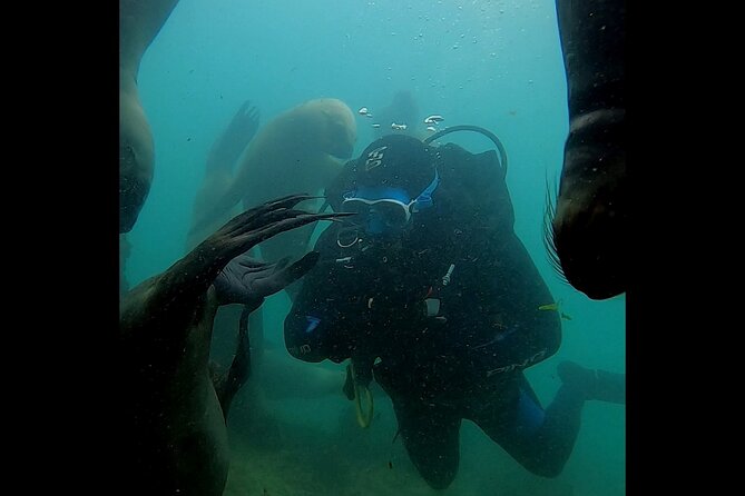 Private Diving Experience With Sea Lions in Punta Loma - Diving With Sea Lions