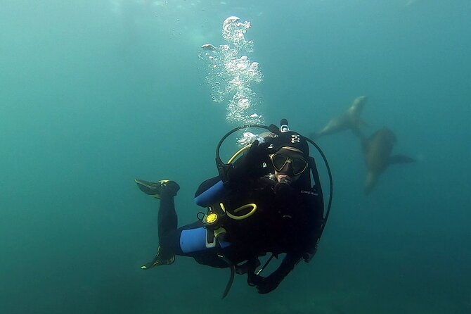 Private Diving Experience With Sea Lions in Punta Loma - Key Points