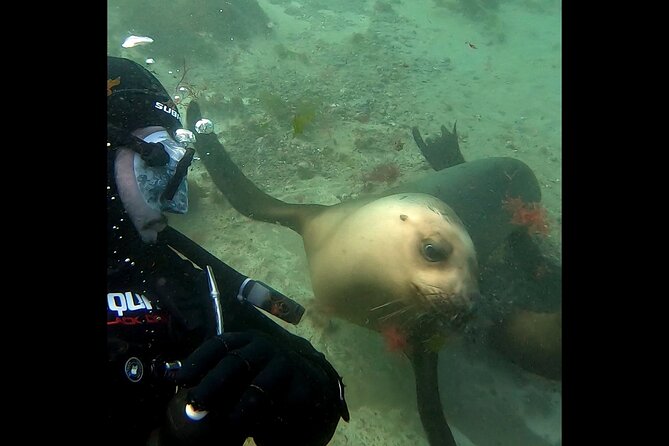 Private Diving Experience With Sea Lions in Punta Loma - Diving With Sea Lions