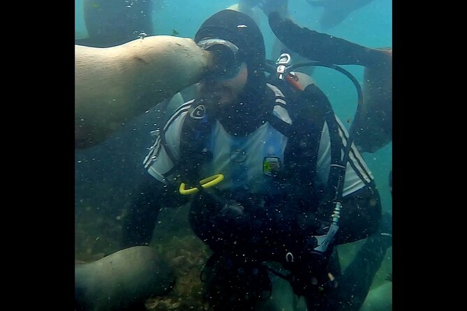 Private Diving Experience With Sea Lions in Punta Loma - Experiencing the Argentine Mate Tradition