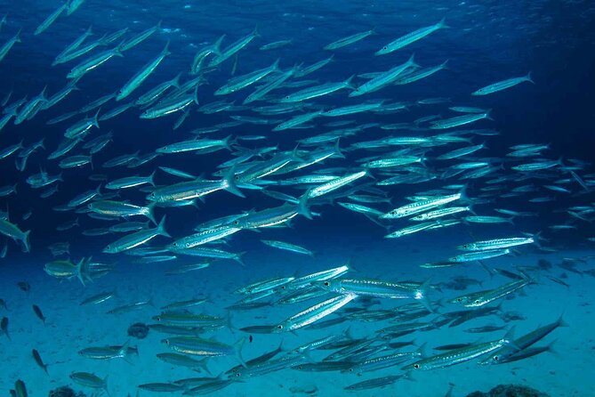 Private Diving on Shared Trip at Racha Noi and Racha Yai From Phuket Incl. Lunch - Dive Locations and Highlights