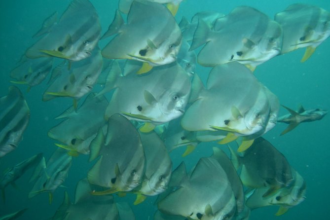 Private Diving on Shared Trip at Racha Noi and Racha Yai From Phuket Incl. Lunch - Booking and Cancellation Policy