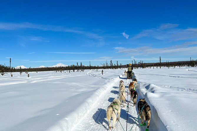 Private Dog Sled Tour - Dog Sledding Traditions
