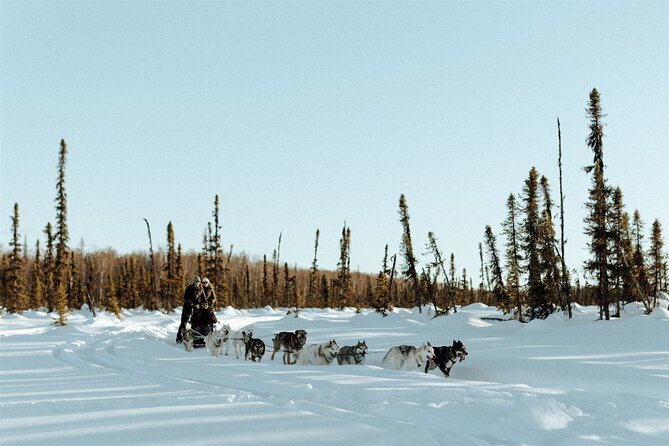 Private Dog Sled Tour - Activity Requirements