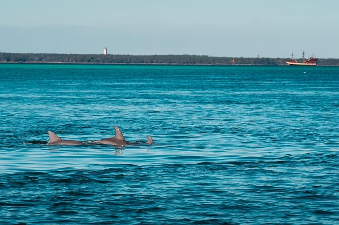 Private Dolphin Adventure - Key Points