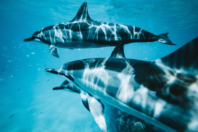 Private Dolphin Adventure - Accessibility for All Visitors