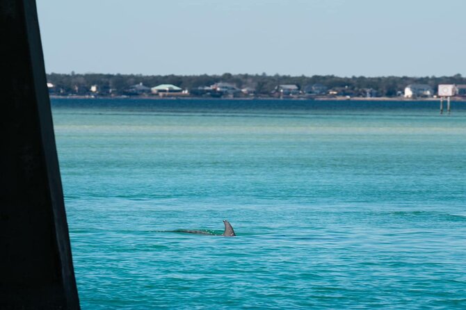 Private Dolphin Adventure - Private Tour Experience