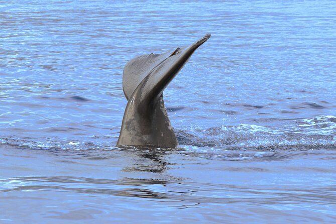 Private Dolphin and Whale Watching Tour in Madeira - Policies