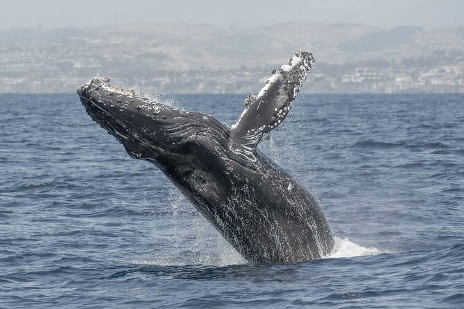 Private Dolphin and Whale Watching Tour in Newport Beach - Tour Guide Credentials