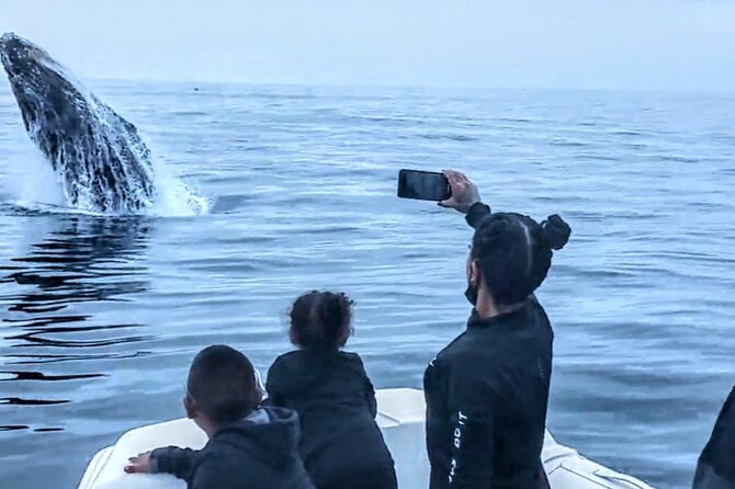 Private Dolphin and Whale Watching Tour in Newport Beach - Whats Included in the Tour