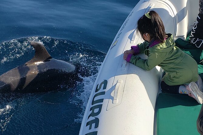 Private Dolphin and Whale Watching Tour in Newport Beach - Additional Information