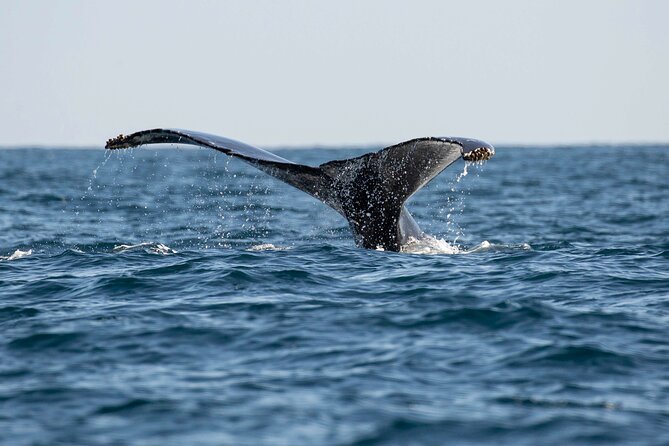Private Dolphin and Whale Watching Tour in Newport Beach - Cancellation Policy