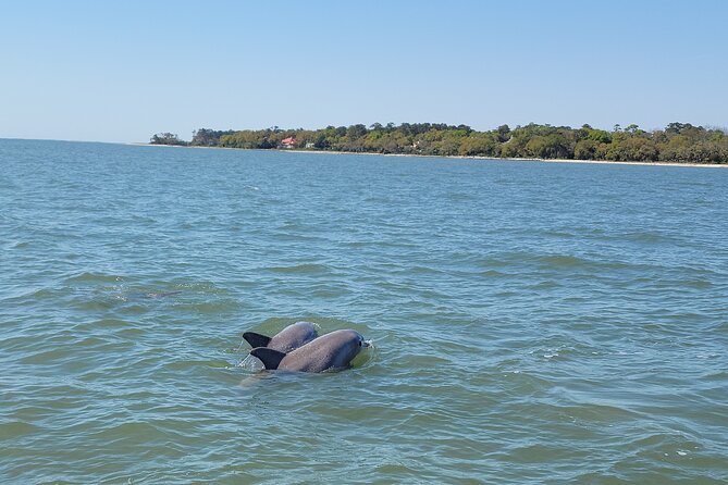Private Dolphin Boat Tour in Hilton Head Island - Educational Aspects
