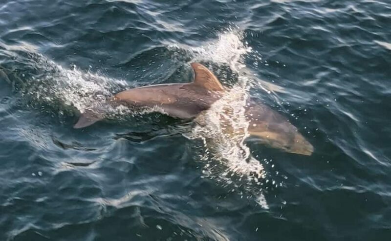 Private Dolphin Sightseeing Tour for up to 6, Pensacola Bch - Key Points