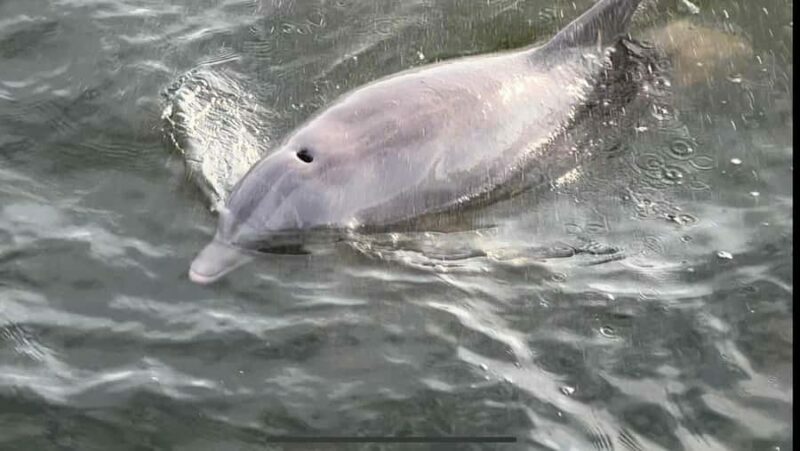 Private Dolphin Sightseeing Tour for up to 6, Pensacola Bch - A Detailed Look at the Pensacola Dolphin Tour