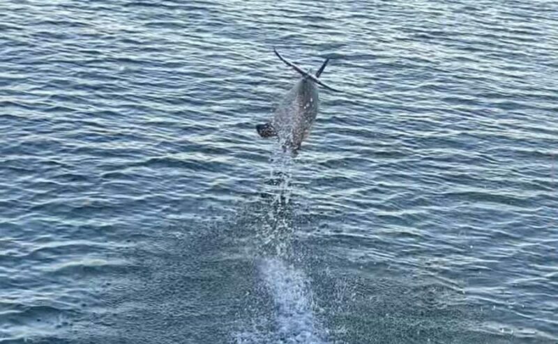 Private Dolphin Sightseeing Tour for up to 6, Pensacola Bch - Who Should Book This Tour?