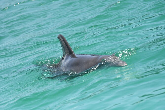 Private Dolphin Spotting Thrill Ride in Destin - Speed Across Gulf