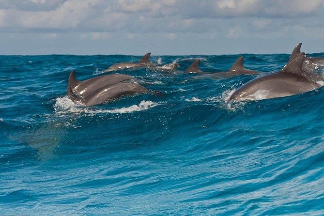 Private Dolphin Tour and Snorkeling at Mnemba Island Reef - Dolphin Watching Experience