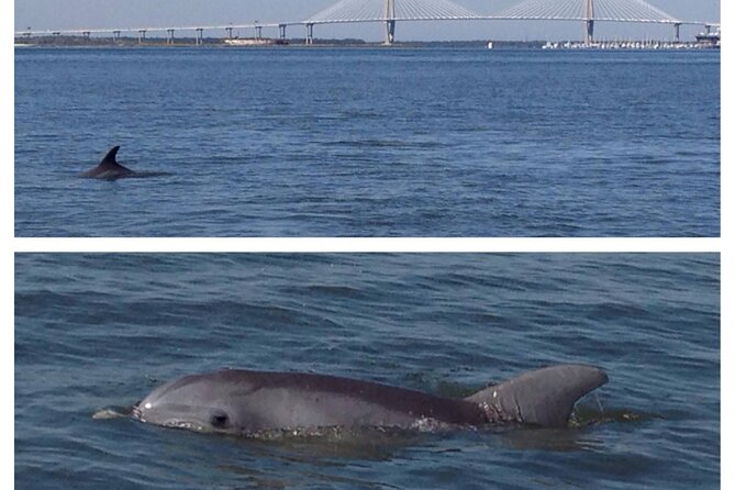 Private Dolphin Tour Charleston SC - Key Points
