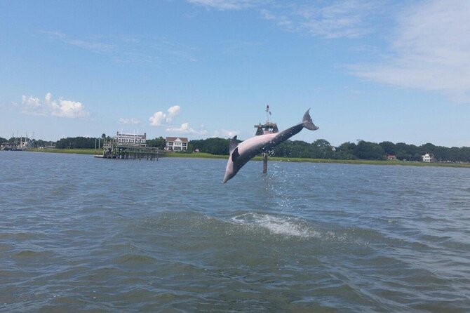 Private Dolphin Tour Charleston SC - Pricing and Group Information