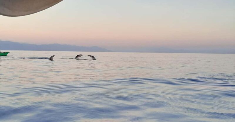 Private Dolphin Tour, Swim With Dolphin and Snorkeling - Frequently Asked Questions