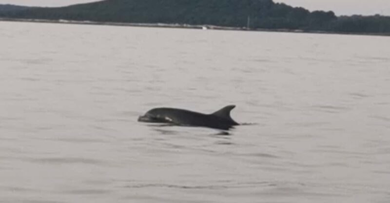 Private Dolphin Tour With Speedboat, No Dolphin No Pay - Good To Know