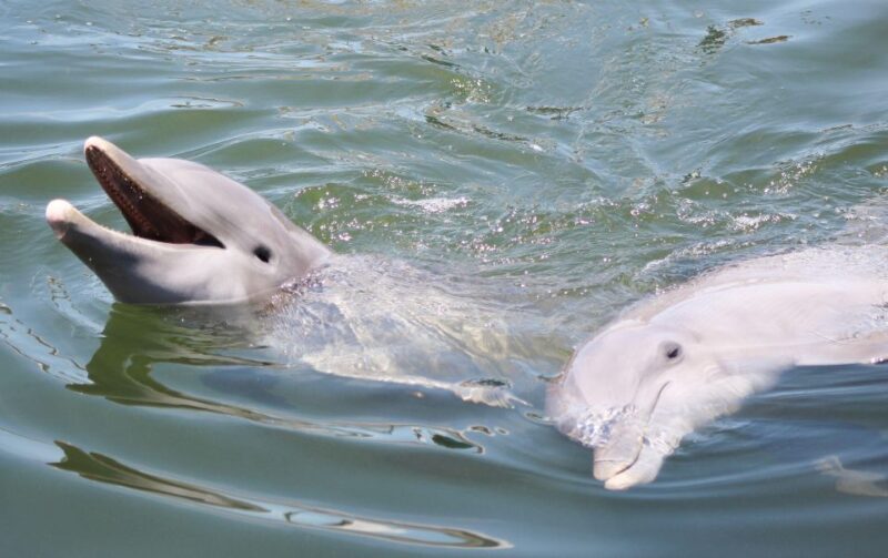 Private Dolphin Tours in the Amazing Savannah Marsh - Wildlife and Attractions