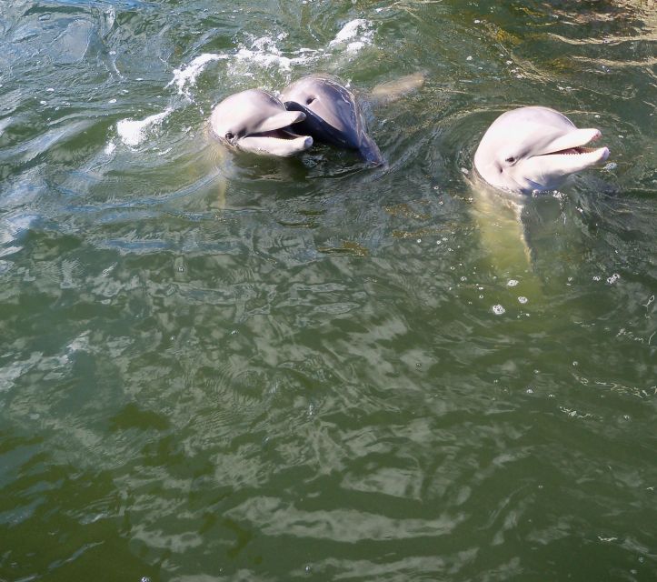 Private Dolphin Tours in the Amazing Savannah Marsh - Booking and Pricing