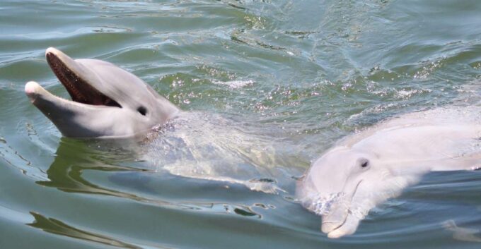 Private Dolphin Tours in the Amazing Savannah Marsh - Frequently Asked Questions