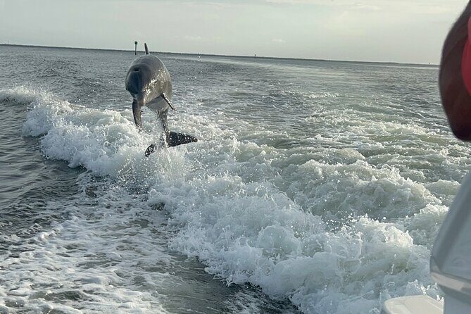 Private Dolphin Watching Beach Day Getaway - An In-Depth Look at the Tour