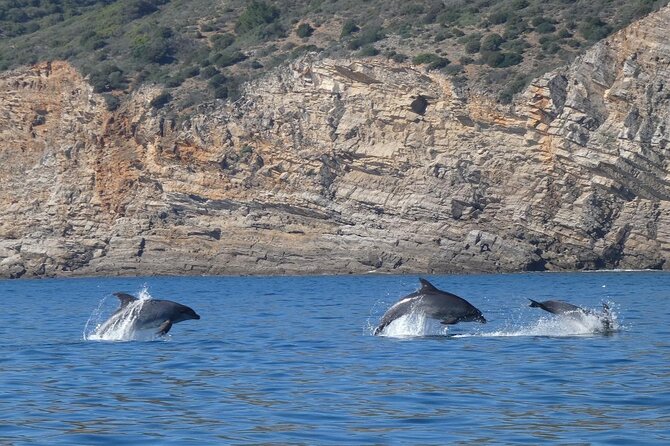 Private Dolphin Watching in Arrábida Natural Park - Included Services and Amenities