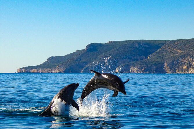 Private Dolphin Watching in Arrábida Natural Park - Accessibility and Participation