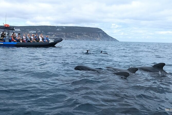 Private Dolphin Watching in Arrábida Natural Park - Exploring Arrábida Natural Park