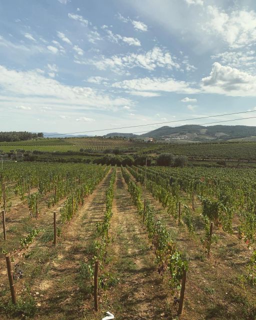 Private Douro Valley Full Day Tour - Guided Tours of Wineries