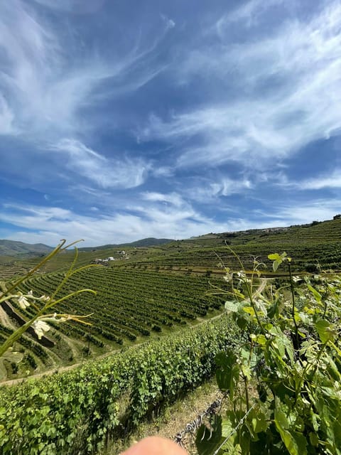Private Douro Valley Guided Tour With Lunch - Wine Tasting and Boat Cruise