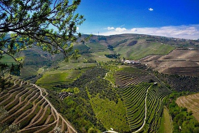 Private Douro Valley - Senses Experiences - Scenic River Cruise