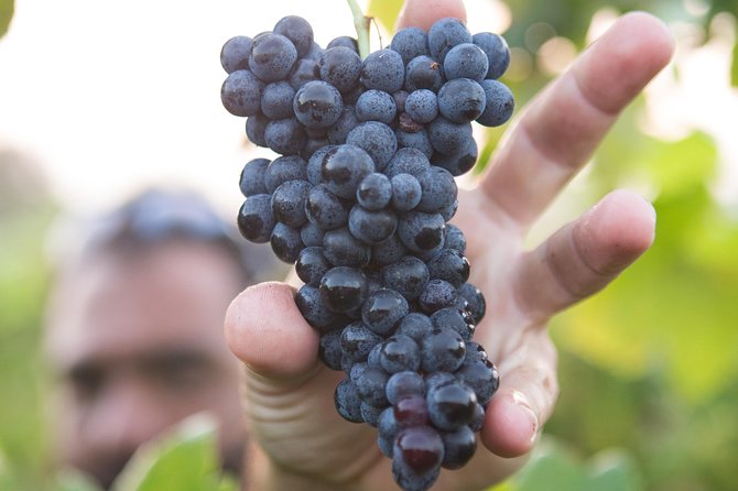 Private Douro Valley - Senses Experiences - Gourmet Lunch Experiences
