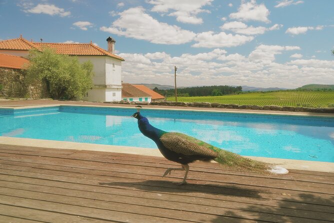 Private Douro Valley Tour With Lunch & Wines - Picturesque Town and Regional Delicacies